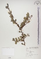 藏品(北仲, 刺裸實)的圖片