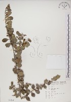 藏品(北仲, 刺裸實)的圖片