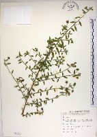 藏品(恆春金午時花)的圖片