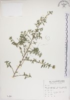 藏品(恆春金午時花)的圖片