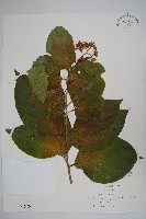 藏品(恆春厚殼樹)的圖片