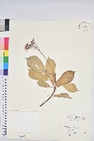 藏品(琴葉櫻)的圖片