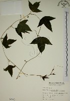 藏品(三角葉西番蓮)的圖片