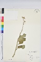 藏品(白苞猩猩草)的圖片