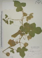 藏品(毛西番蓮)的圖片