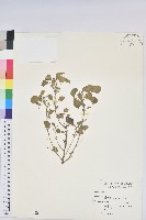 藏品(鐵莧菜)的圖片