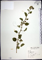 藏品(圓葉金午時花)的圖片