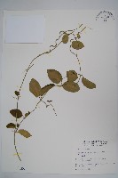 藏品(鷗蔓)的圖片