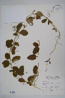 藏品(鷗蔓)的圖片