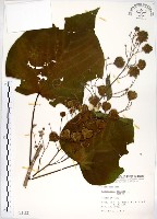 藏品(克蘭樹)的圖片