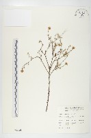 藏品(狗娃花)的圖片
