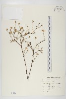 藏品(狗娃花)的圖片