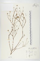 藏品(狗娃花)的圖片