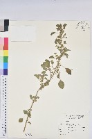 藏品(鐵莧菜)的圖片