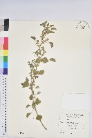 藏品(鐵莧菜)的圖片