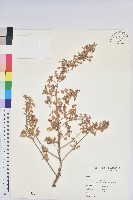 藏品(鐵莧菜)的圖片