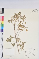 藏品(鐵莧菜)的圖片