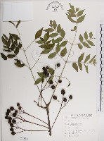 藏品(楝、苦楝)的圖片