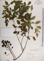 藏品(楝、苦楝)的圖片