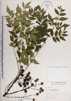 藏品(楝、苦楝)的圖片