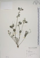 藏品(海埔姜)的圖片