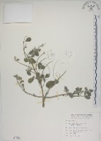 藏品(海埔姜)的圖片