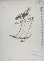 藏品(海埔姜)的圖片