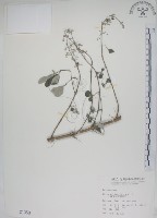 藏品(海埔姜)的圖片