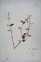 藏品(印度牛膝、土牛藤)的圖片
