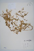 藏品(假千日紅)的圖片