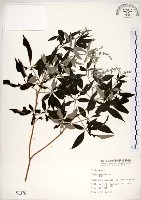 藏品(黃荊)的圖片