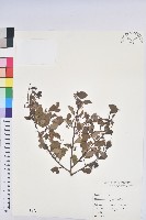 藏品(白飯樹)的圖片