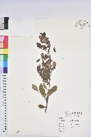 藏品(白飯樹)的圖片