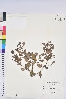 藏品(白飯樹)的圖片