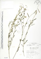 藏品(線葉野百合)的圖片