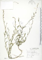 藏品(線葉野百合)的圖片