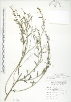 藏品(線葉野百合)的圖片