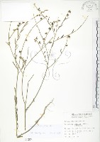 藏品(線葉野百合)的圖片