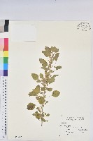 藏品(鐵莧菜)的圖片