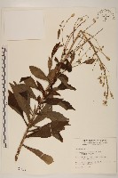 藏品(野塘蒿)的圖片