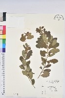 藏品(白飯樹)的圖片