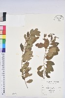 藏品(白飯樹)的圖片