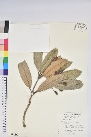 藏品(黃花鼠尾草)的圖片