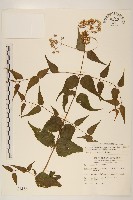 藏品(田代氏澤蘭)的圖片