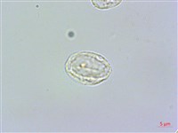 藏品(長柄冷水麻)的圖片