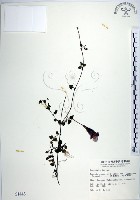 藏品(倒地蜈蚣、四角銅鑼)的圖片