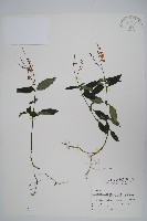 藏品(針刺草)的圖片