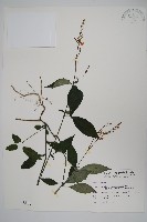 藏品(針刺草)的圖片