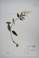 藏品(針刺草)的圖片