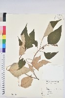藏品(白匏子)的圖片